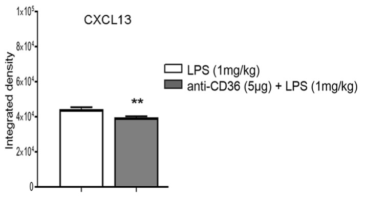 CXCL13 when the pups are treated with anti-CD36 before LPS.jpg